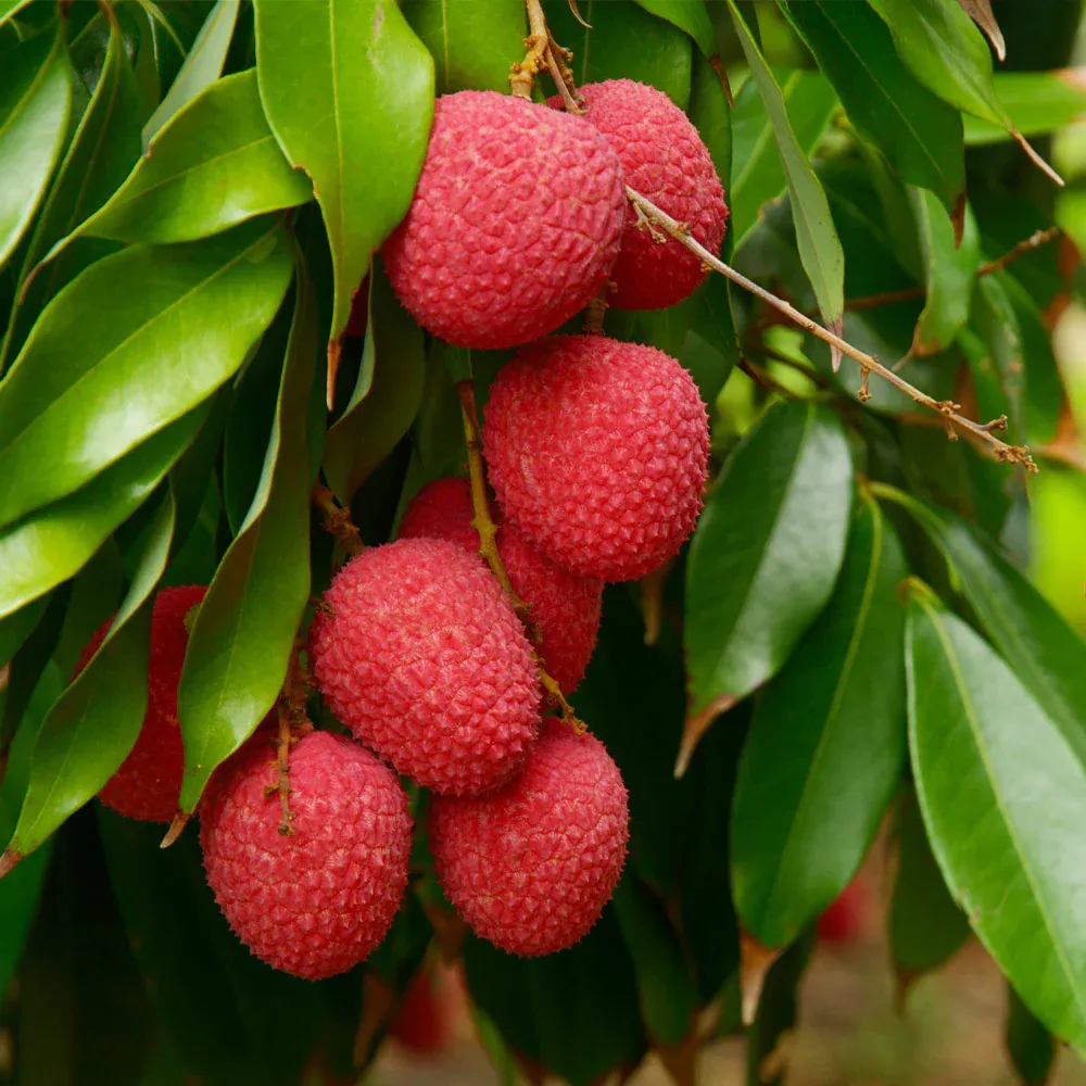 Emperor Lychee Tree - Live Fruit-Bearing Tropical Plant