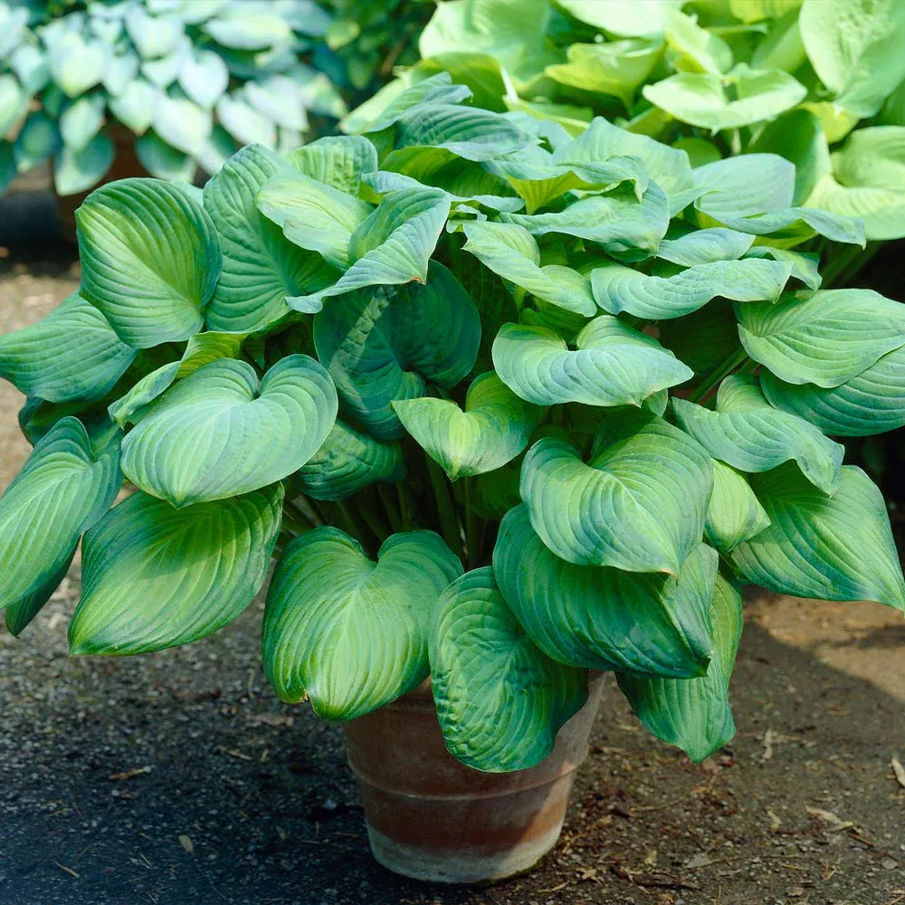 Guacamole Hosta Perennial Shade Plant with Variegated Foliage 2
