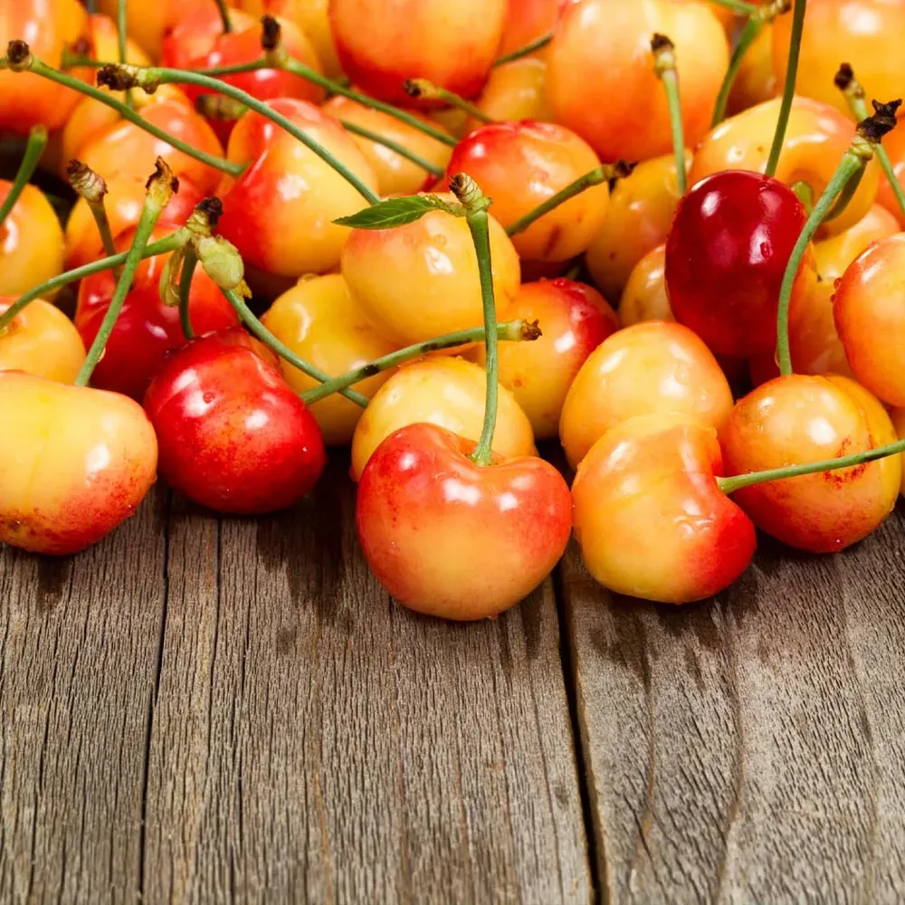 Rainier Cherry Tree - Productive Sweet Cherry Variety for Home Gardens