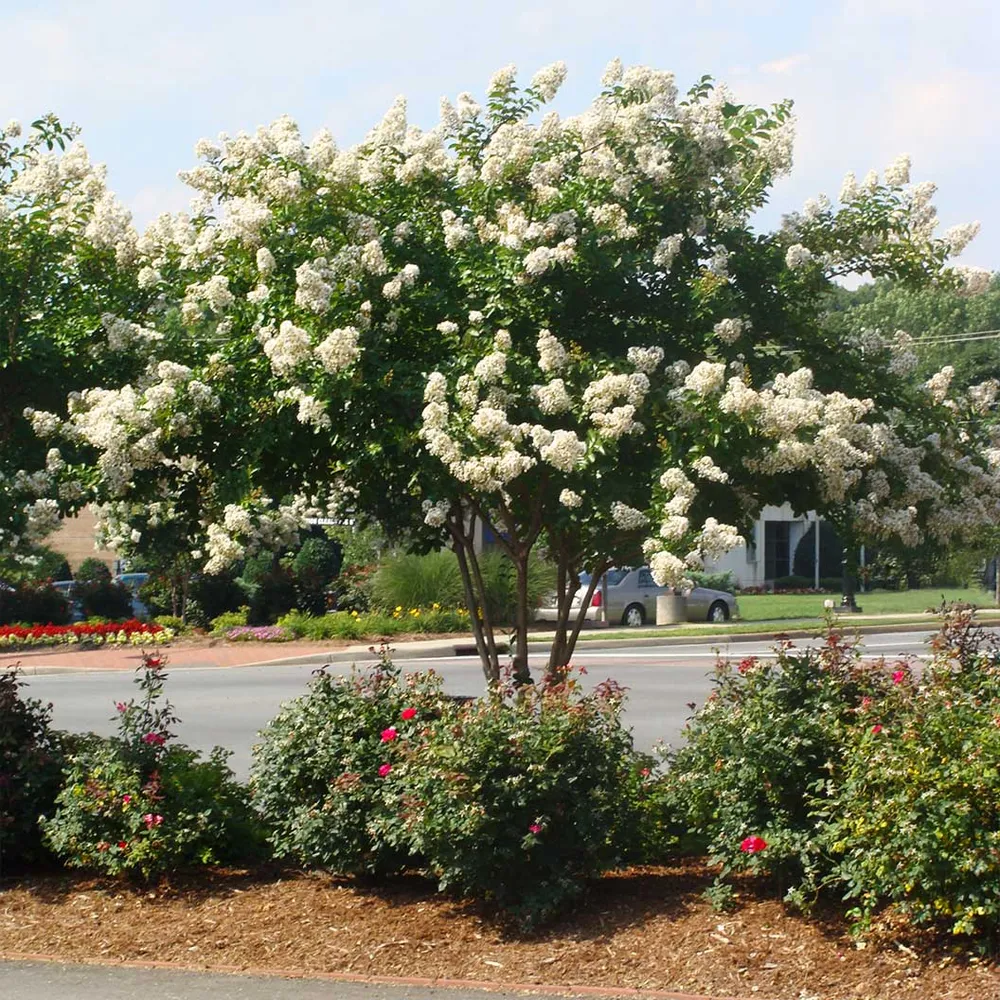 Ivory Crape Myrtle Tree - Lagerstroemia Indica Ornamental Flowering Shrub