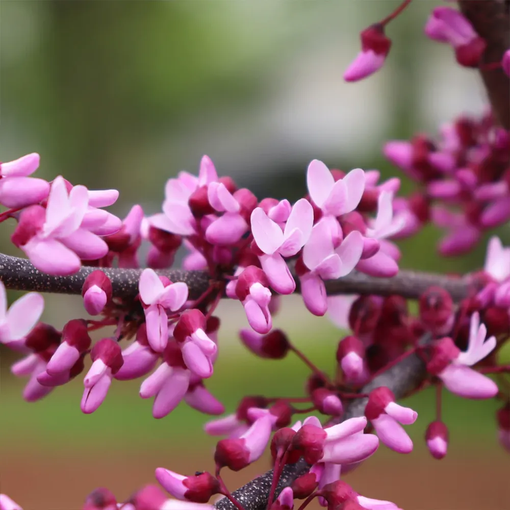 Midnight Express Redbud Tree (Cercis canadensis) 1
