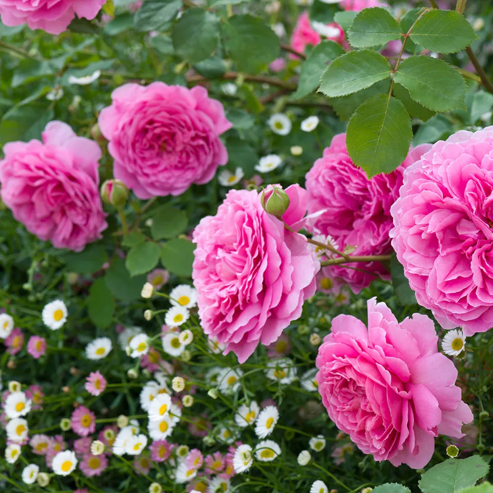 David Austin® Princess Alexandra of Kent™ Rose Bush - Large Pink Fragrant Shrub 2
