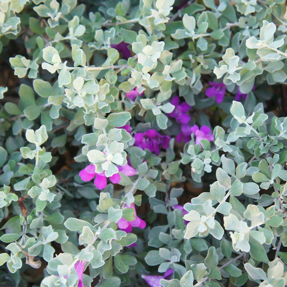 Green Cloud Texas Sage Shrub (Leucophyllum frutescens) 1