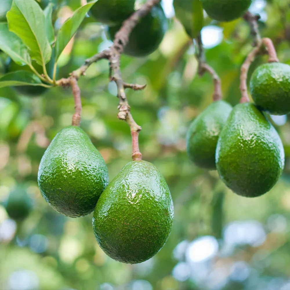 Choquette Avocado - Large Tropical Variety