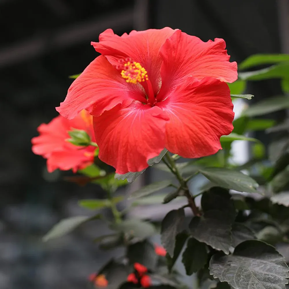 Red Tropical Hibiscus Tree - Artificial Potted Plant for Home and Office Decor 1