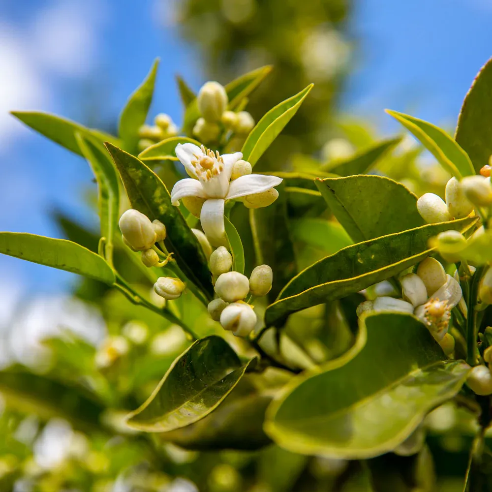Lane Late Navel Orange Tree - Late-Season Citrus Fruit Tree 1