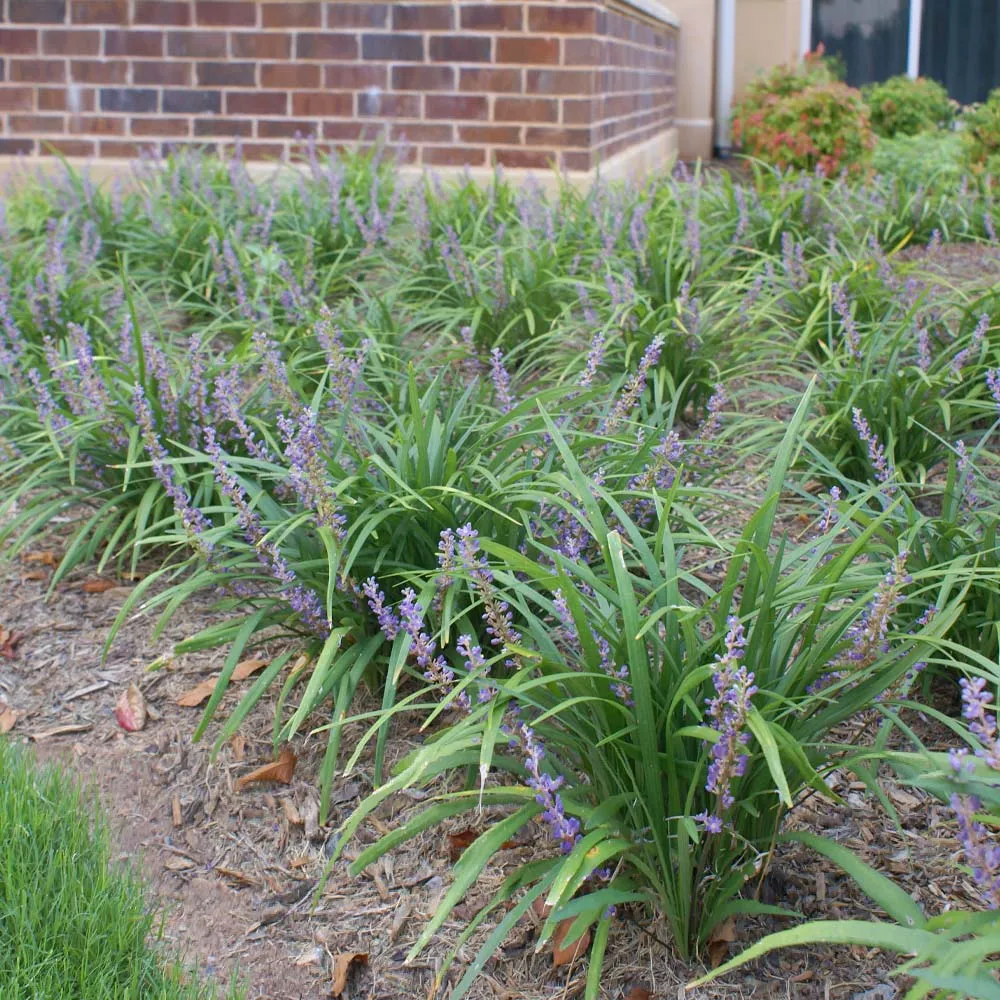 Big Blue Liriope Muscari Evergreen Perennial Ground Cover Plant