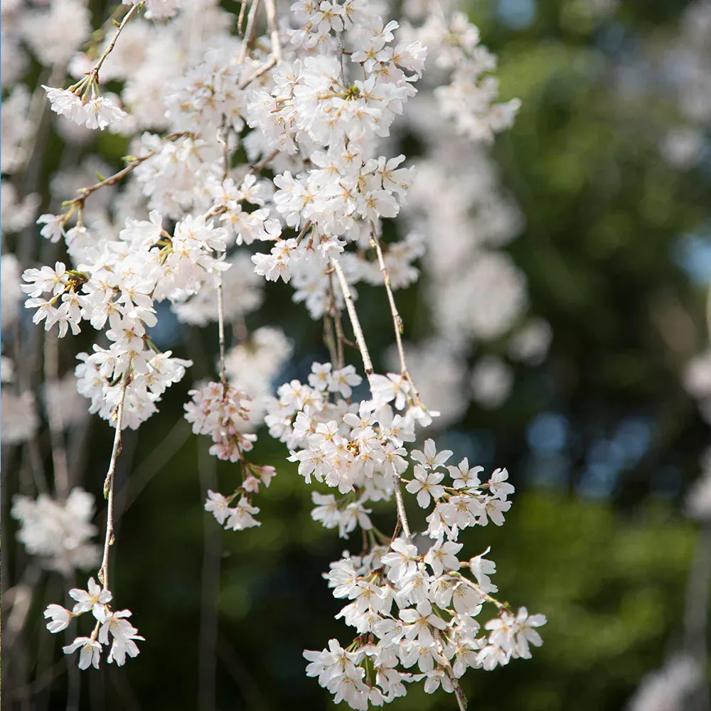 Weeping Yoshino Cherry Tree (Prunus x yedoensis 'Pendula') 1