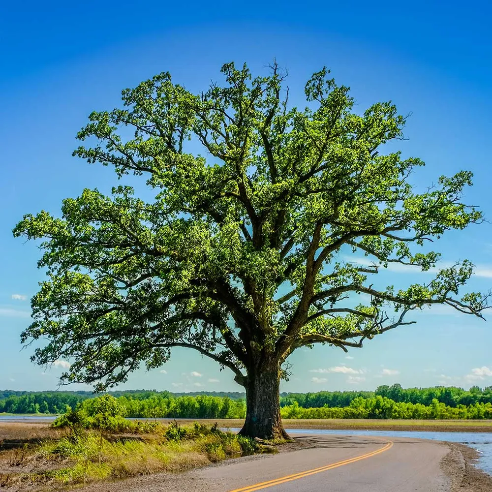 Bur Oak Tree (Quercus macrocarpa) Native Deciduous Shade Tree