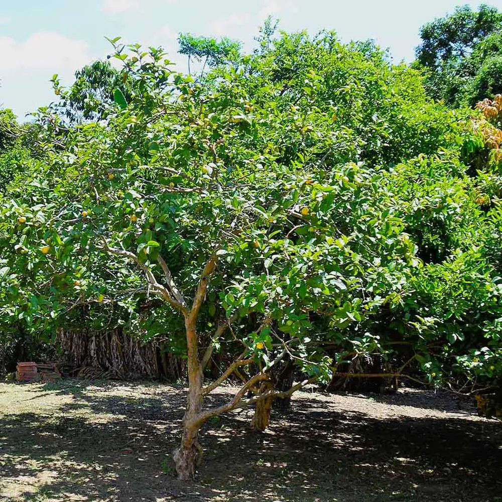 Ruby Supreme Guava Tree - Live Fruit-Bearing Tropical Plant 1