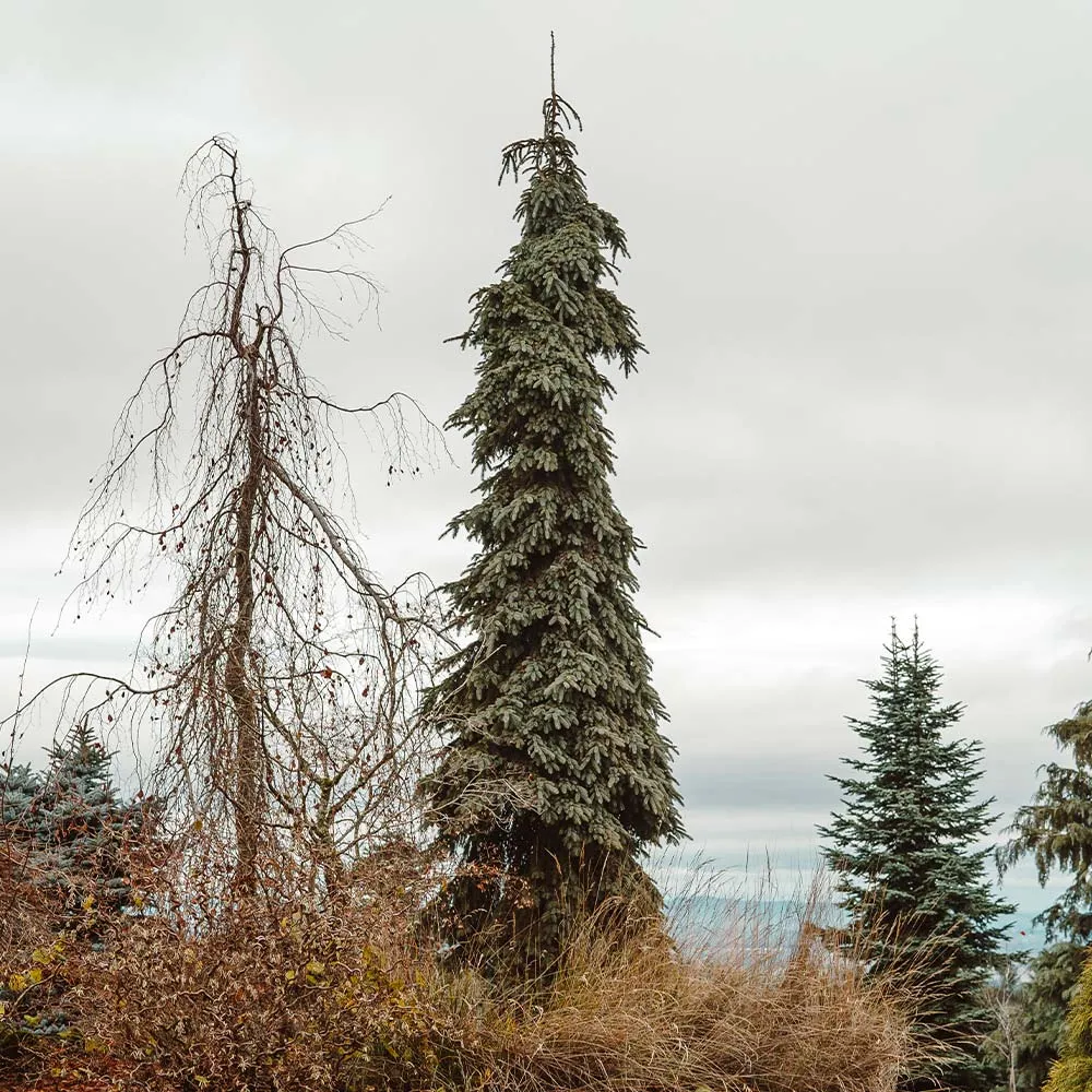 Weeping White Spruce Tree (Picea glauca 'Pendula') - Narrow Ornamental Evergreen 5