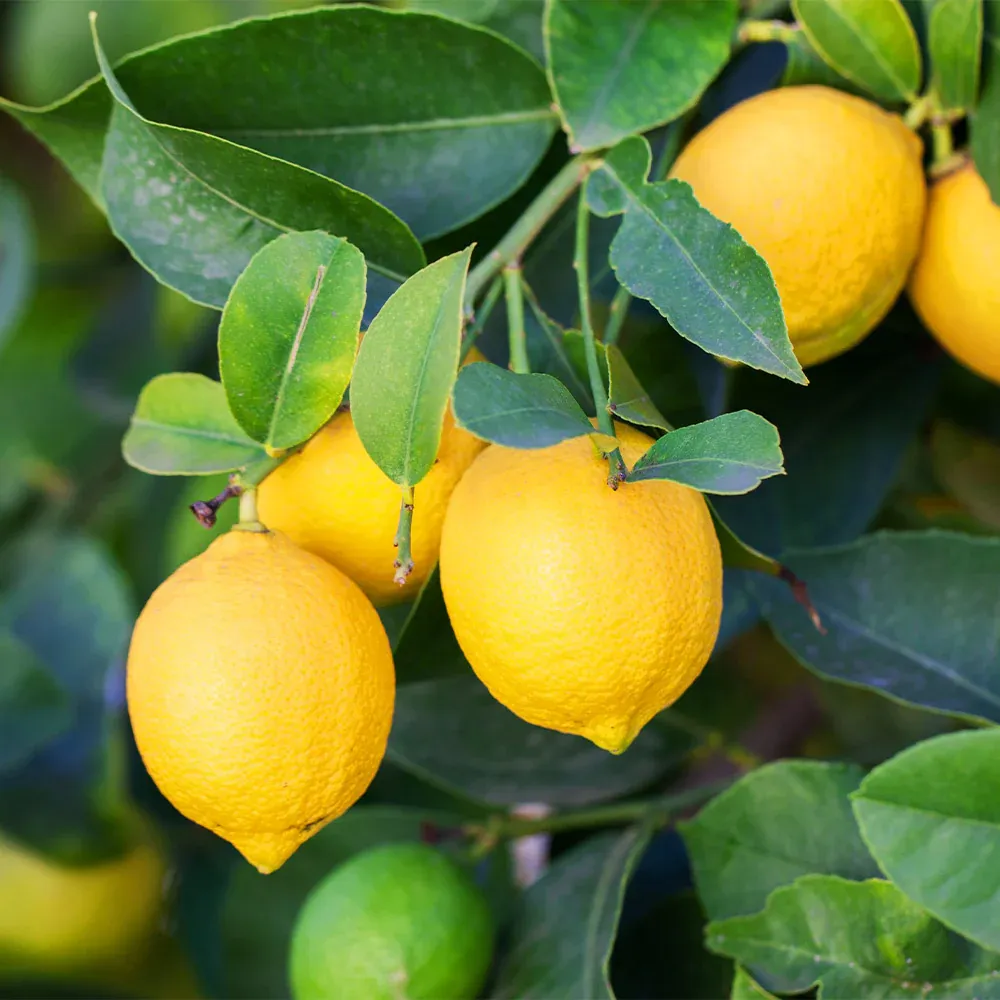 Meyer Lemon Bush - Live Citrus Plant for Home and Garden 2