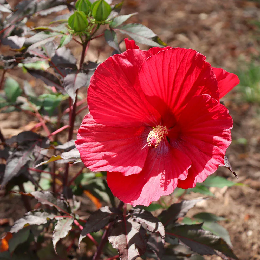 Midnight Marvel Hardy Hibiscus Perennial Shrub with Dark Burgundy Foliage 3