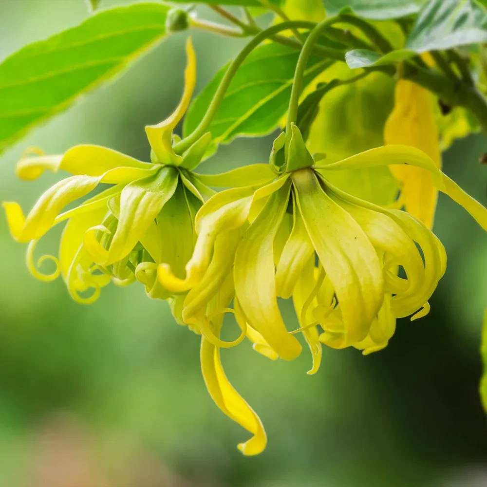 Artificial Ylang Ylang Tree for Indoor Home and Office Decor