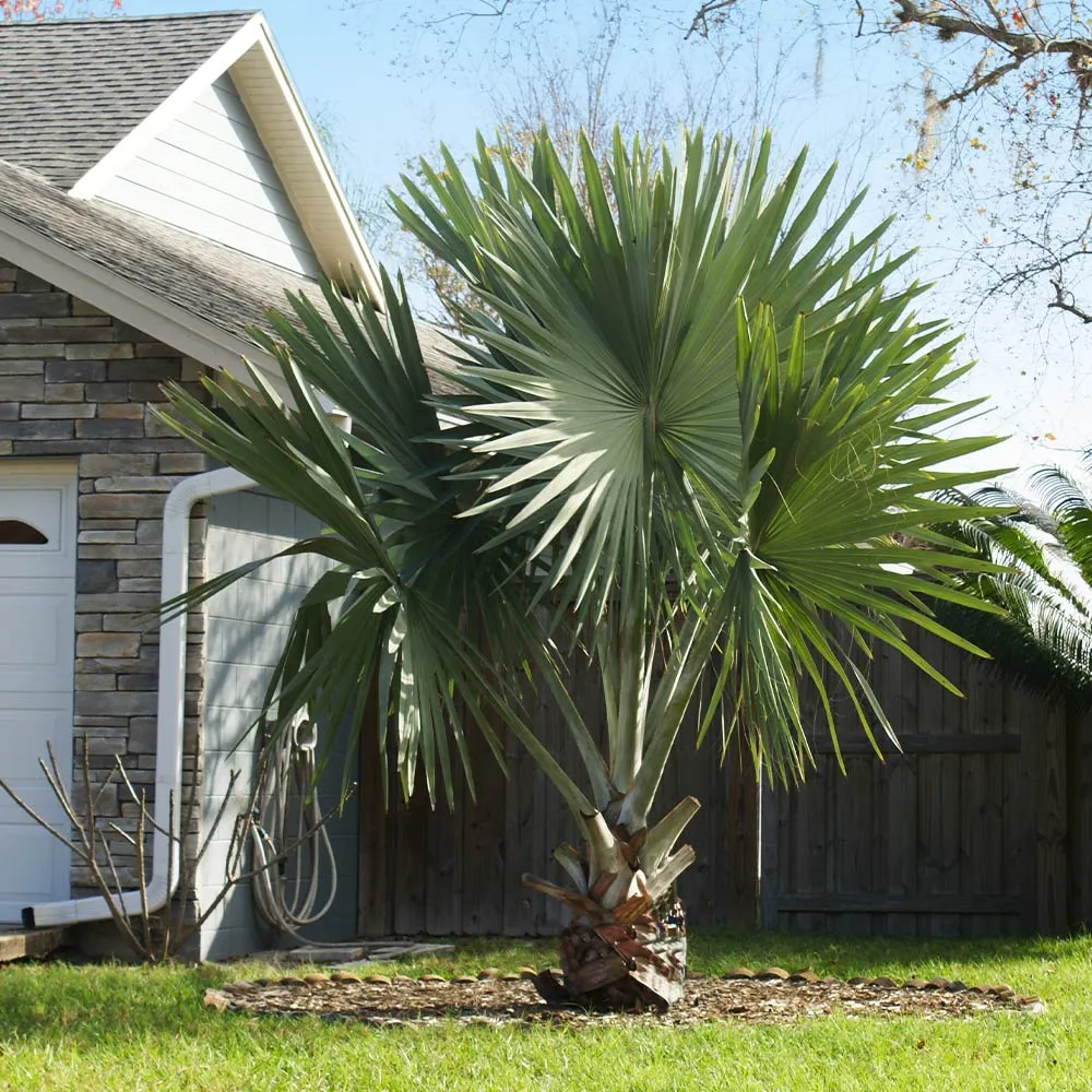 Bismarck Palm Tree (Bismarckia nobilis) - Majestic Silver-Blue Ornamental Palm 2