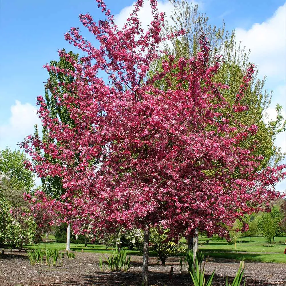 Royal Raindrops® Crabapple Tree (Malus 'JFS-KW5') 2