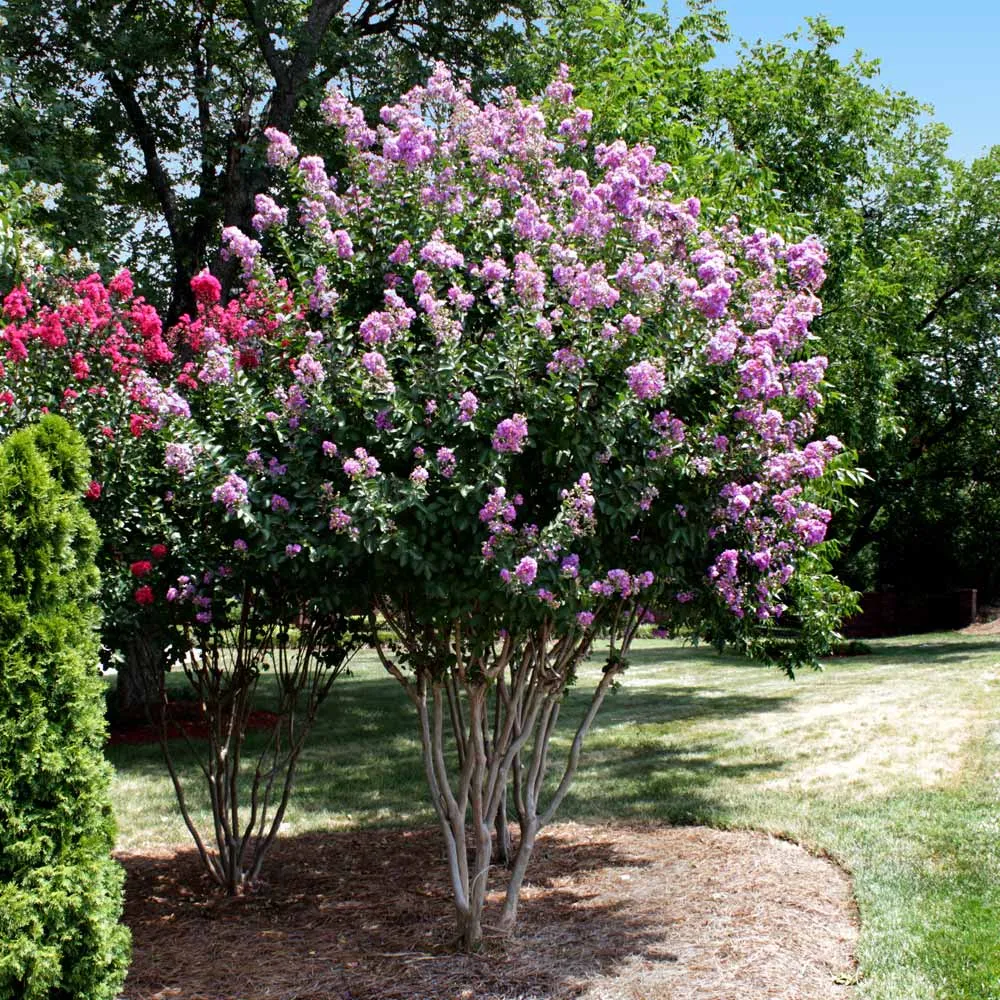 Catawba Crape Myrtle Tree - Lagerstroemia Indica Deciduous Flowering Shrub 1