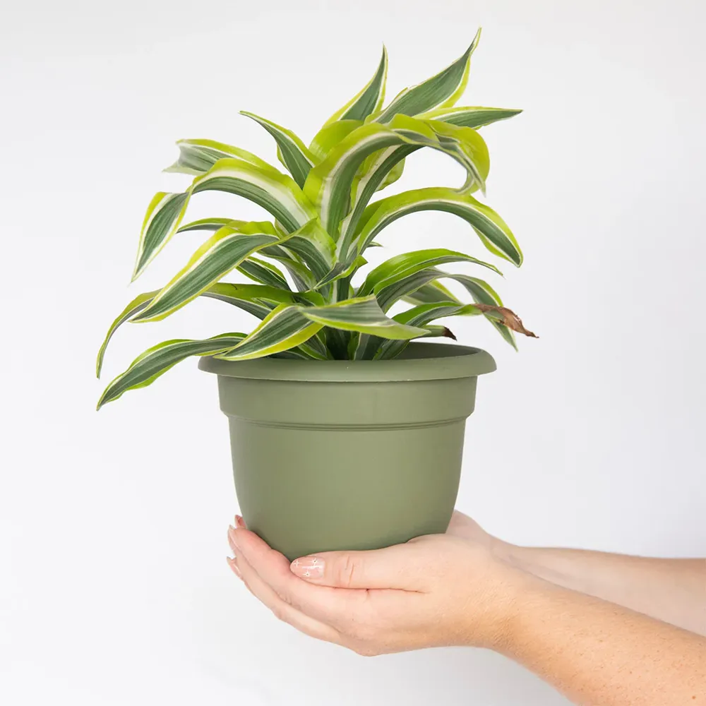 Bloem Ariana Self-Watering Planter, Living Green 3