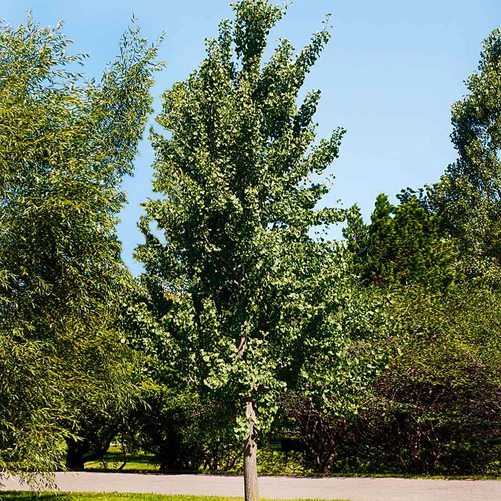 Princeton Sentry™ Columnar Ginkgo Tree 1