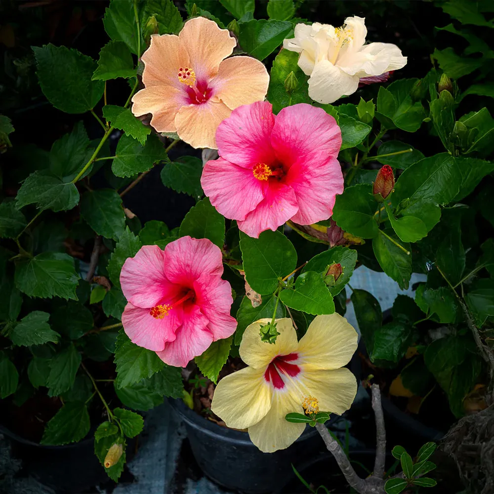 Multi-Color Hibiscus Bush Artificial Tropical Floral Arrangement 1