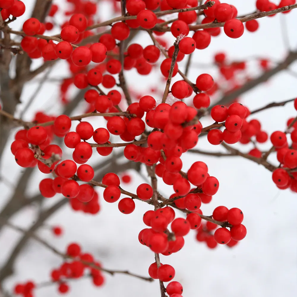 Proven Winners® Berry Poppins® Winterberry Holly Shrub (Ilex verticillata) 1