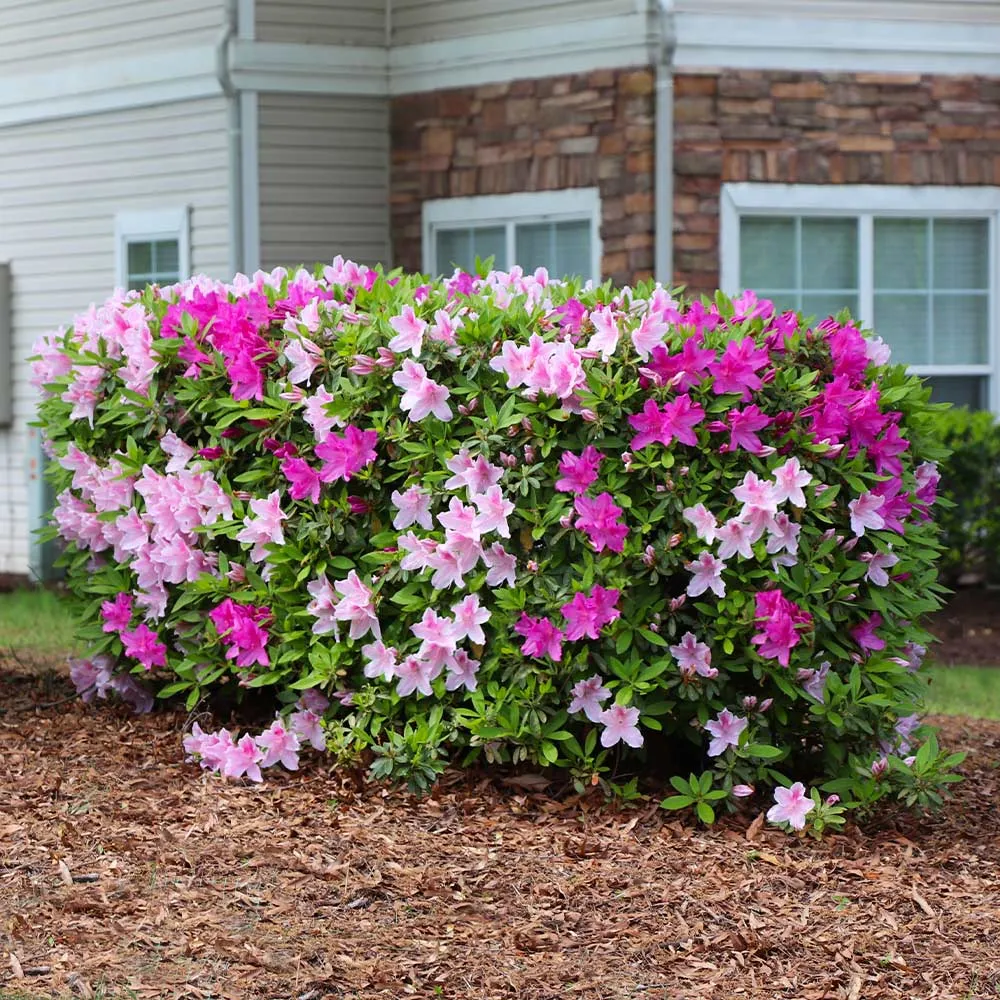 Conversation Piece Azalea Decorative Floral Accent