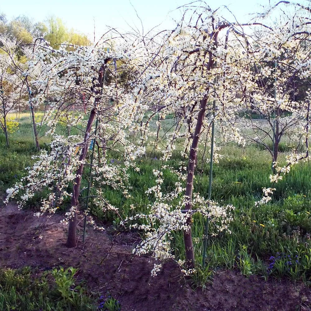 Vanilla Twist Redbud Tree (Cercis canadensis) - Ornamental Twisted Branch Variety 1