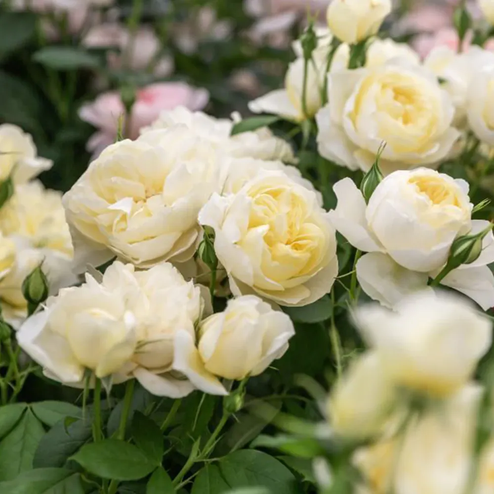 David Austin® Vanessa Bell® Rose Shrub - Pale Yellow English Shrub Rose 3