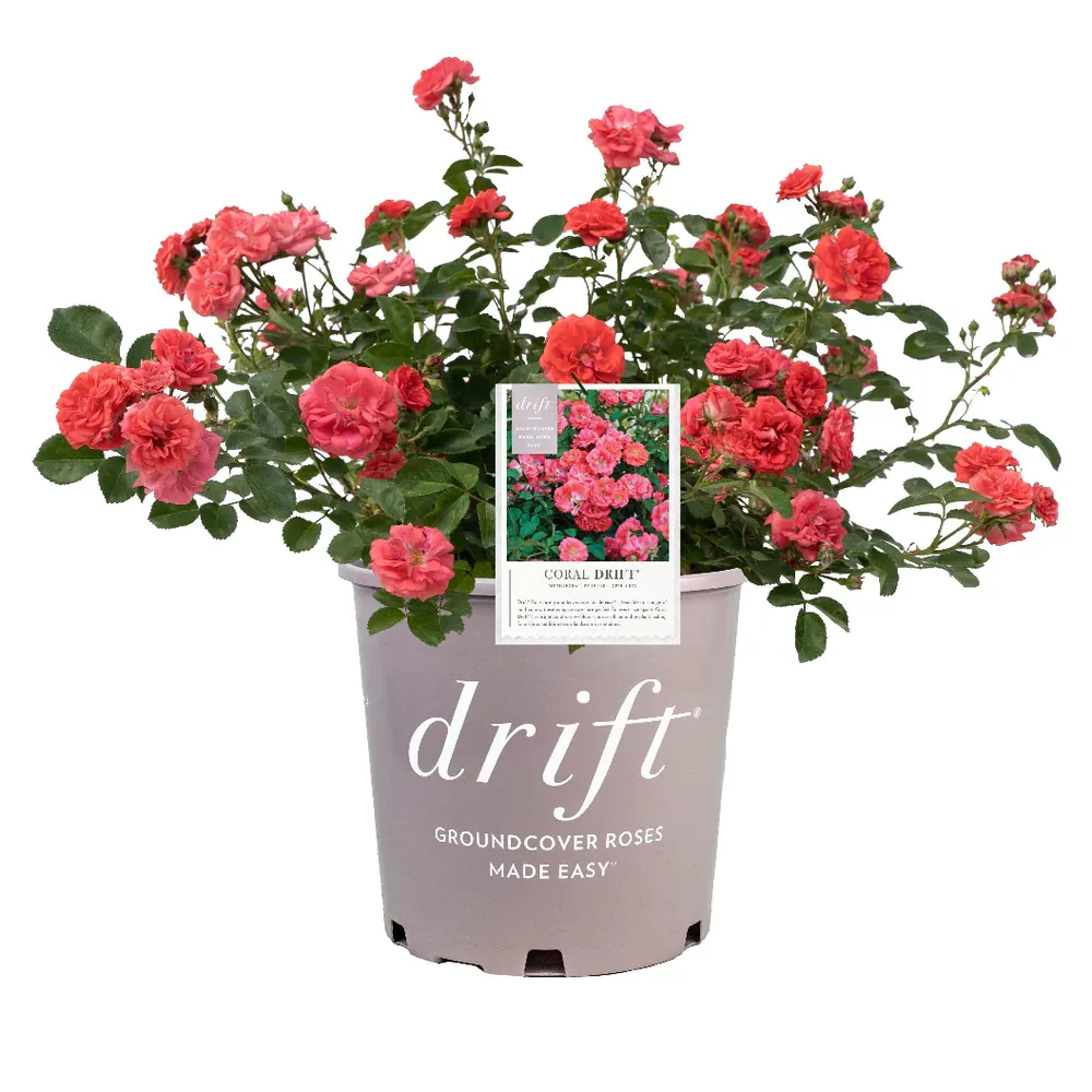Coral Drift® Rose - Hardy Groundcover Shrub Rose 2