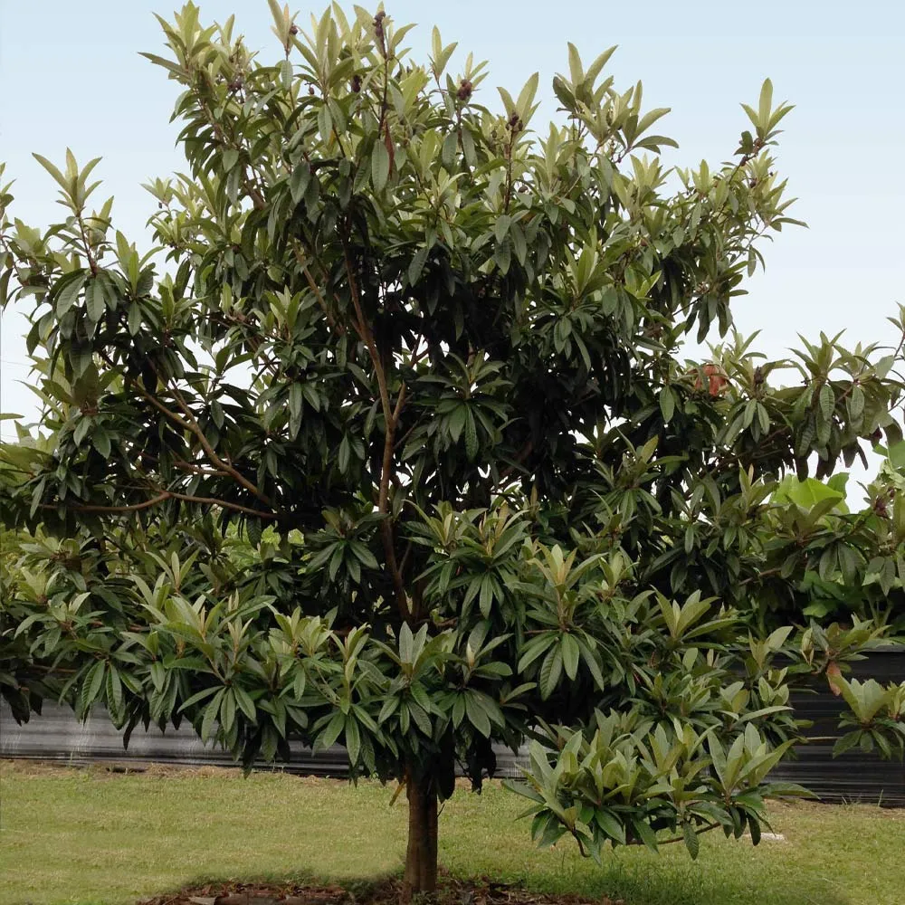 Cold Hardy Avocado Tree - Frost Resistant Evergreen Fruit Tree 2