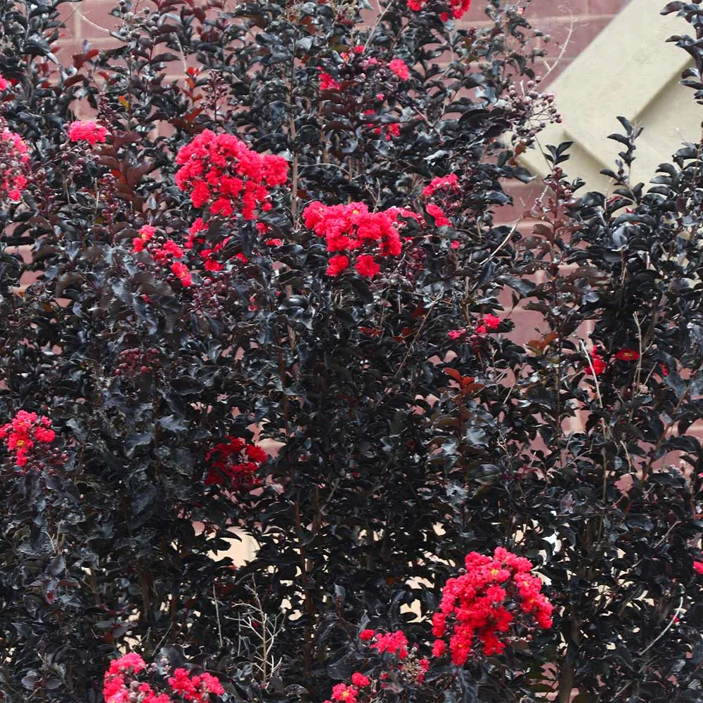 Black Diamond® Best Red™ Crape Myrtle Tree - Deep Red Blooms with Dark Foliage 3