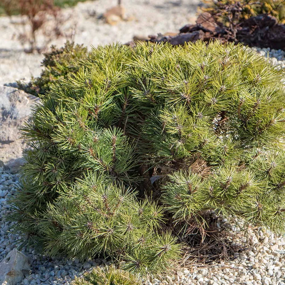 Ophir Mugo Pine Shrub - Compact Evergreen Conifer 2