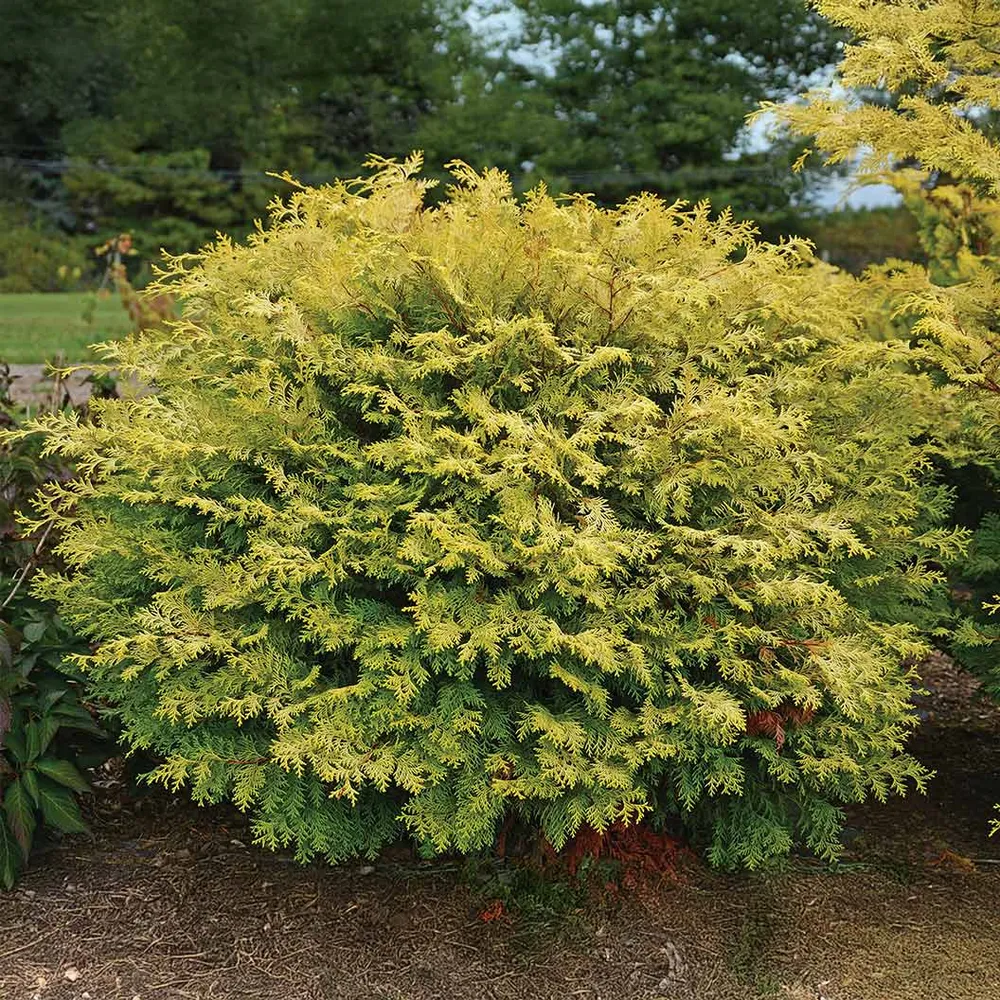 Southern Living® Night Light™ Chamaecyparis Shrub - Compact Evergreen Ornamental