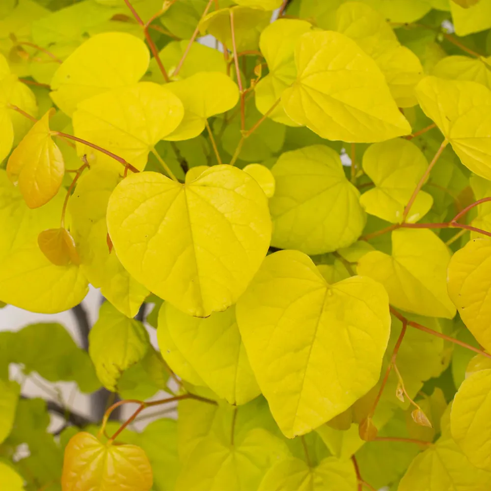 Citrine Redbud Tree (Cercis canadensis 'Citrine') - Ornamental Deciduous Tree 2