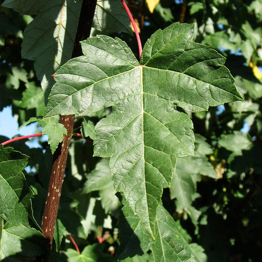 Redpointe® Maple (Acer rubrum) - Columnar Shade Tree 3