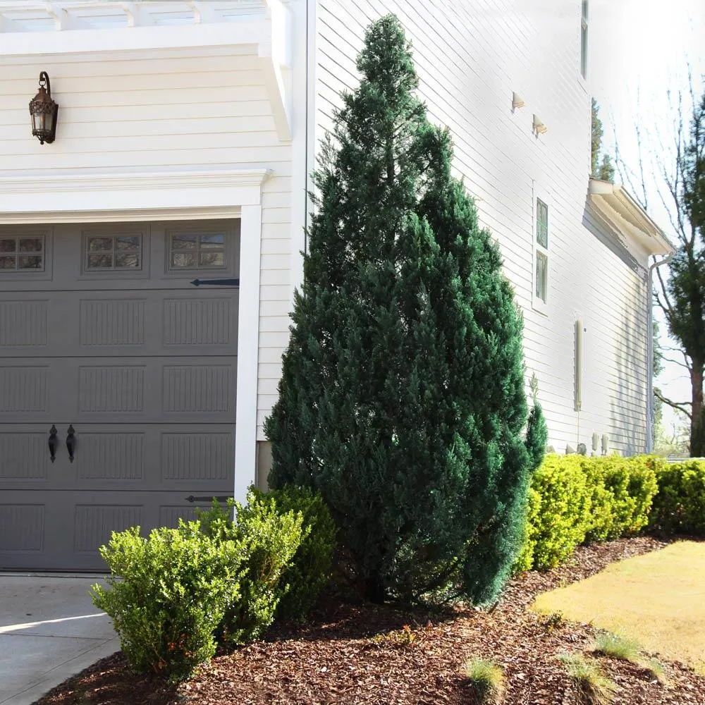 Blue Point Juniper (Juniperus chinensis) Conical Evergreen Shrub