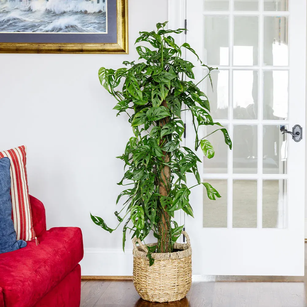 Monstera Adansonii Swiss Cheese Vine Tropical Houseplant 2