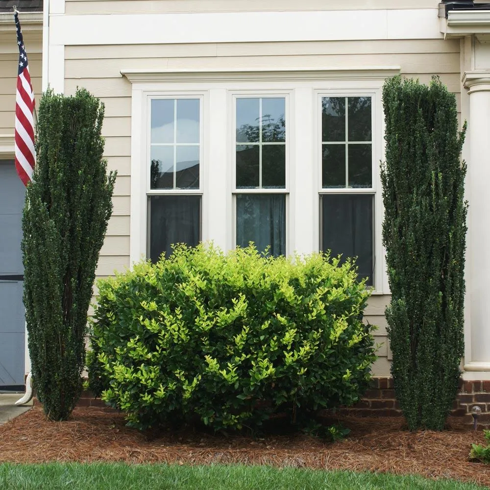 Sky Pencil Holly Tree - Columnar Ilex crenata Evergreen Shrub 1