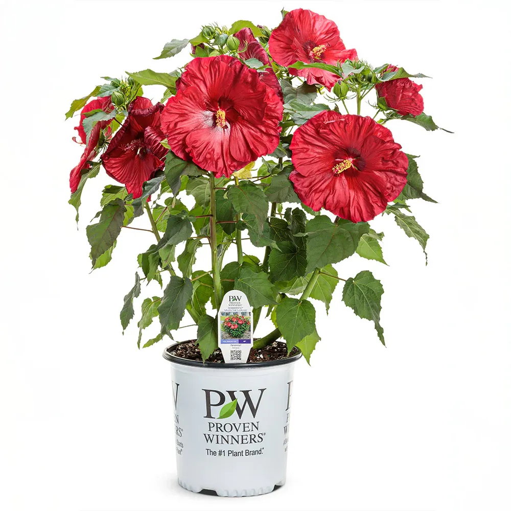 Summerific® ‘Valentine’s Crush’ Hibiscus - Hardy Perennial Flowering Shrub 3