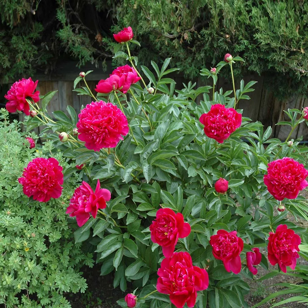 Felix Crousse Peony Fragrant Double Pink Perennial Bare Root 1
