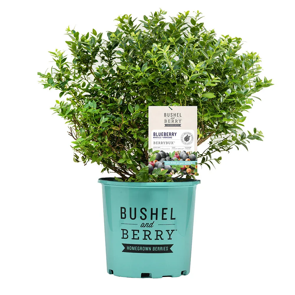 Bushel and Berry® BerryBux® Blueberry - Compact Edible Ornamental Shrub 4