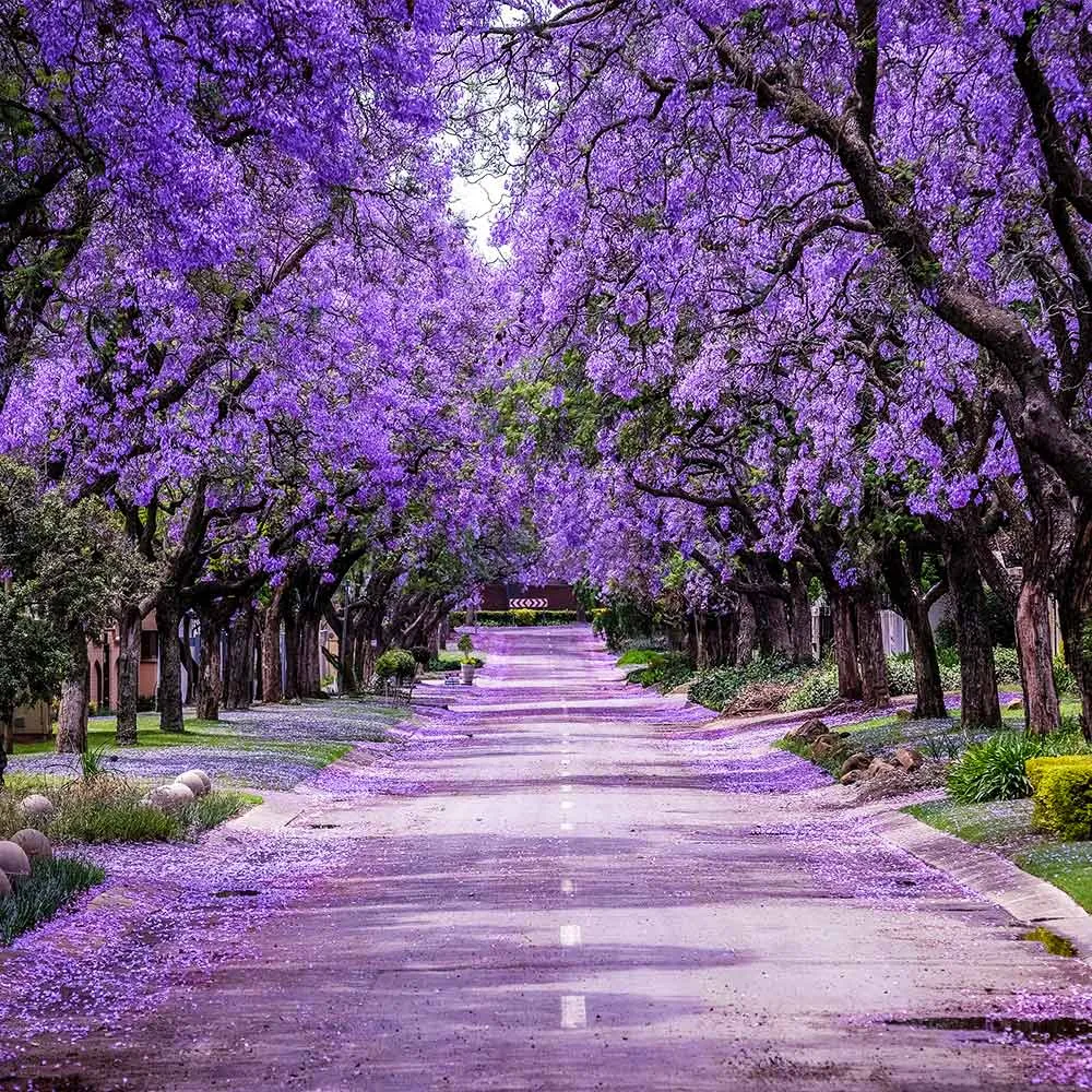 Artificial Jacaranda Tree with Vibrant Purple Blossoms for Indoor Decoration 1