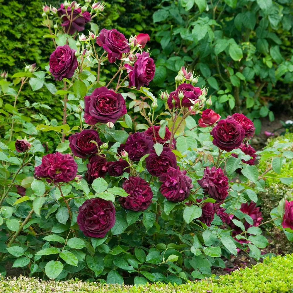 David Austin® Munstead Wood® Rose Bush - Deep Crimson Fragrant Shrub 1