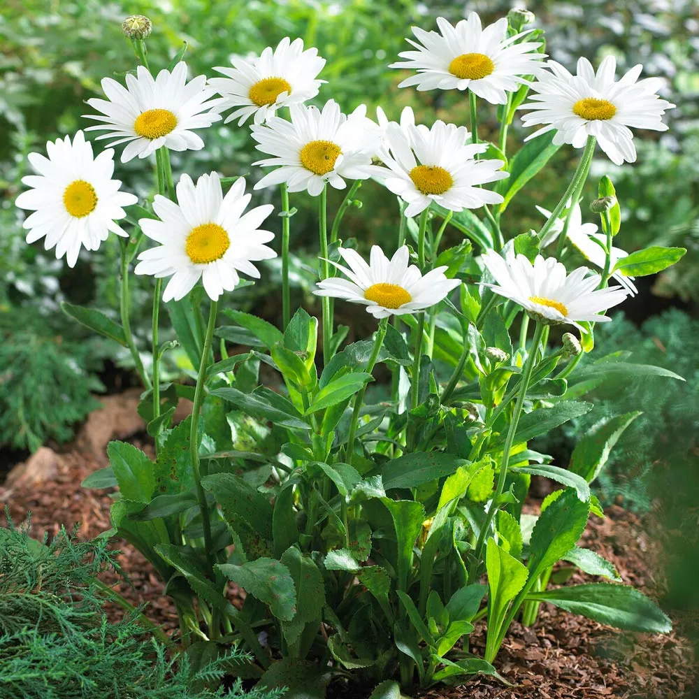 Becky Shasta Daisy Perennial Plant - Leucanthemum x superbum