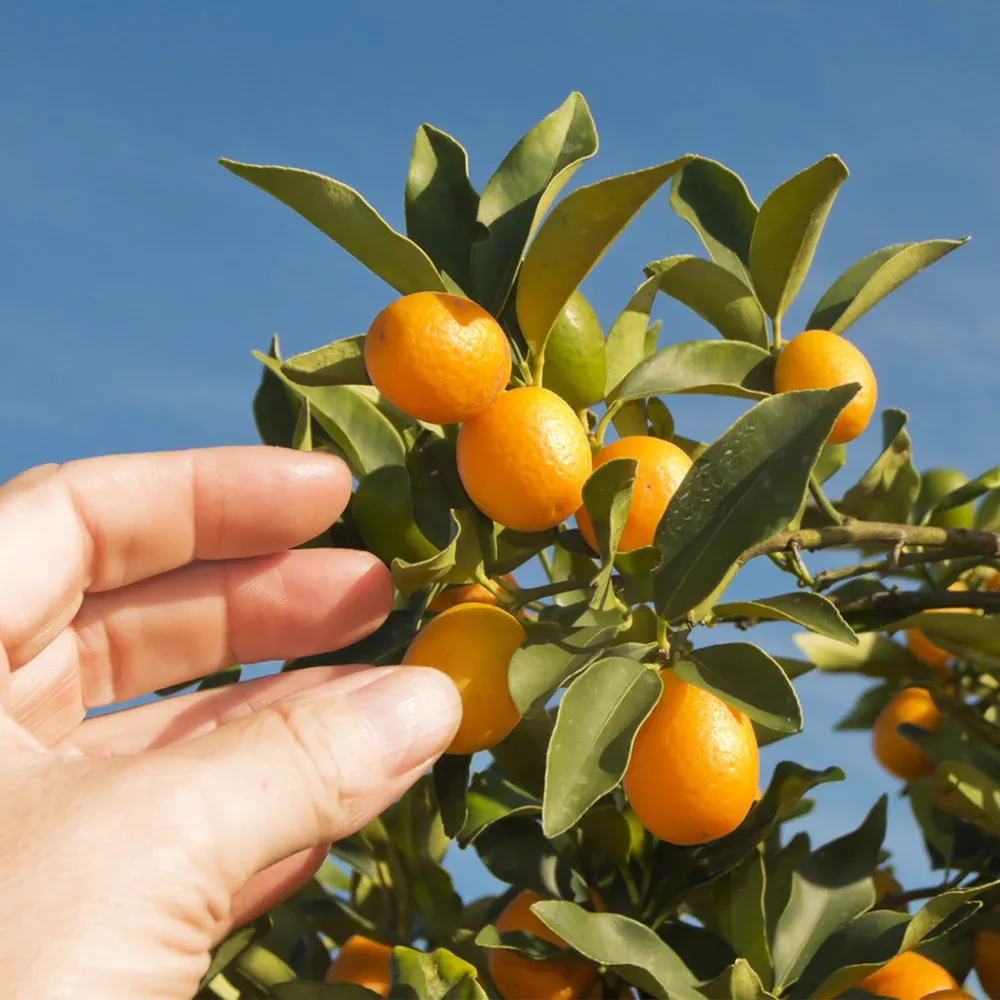 Fortunella Margarita Potted Plant - Dwarf Kumquat Tree for Edible Fruit Harvest 1