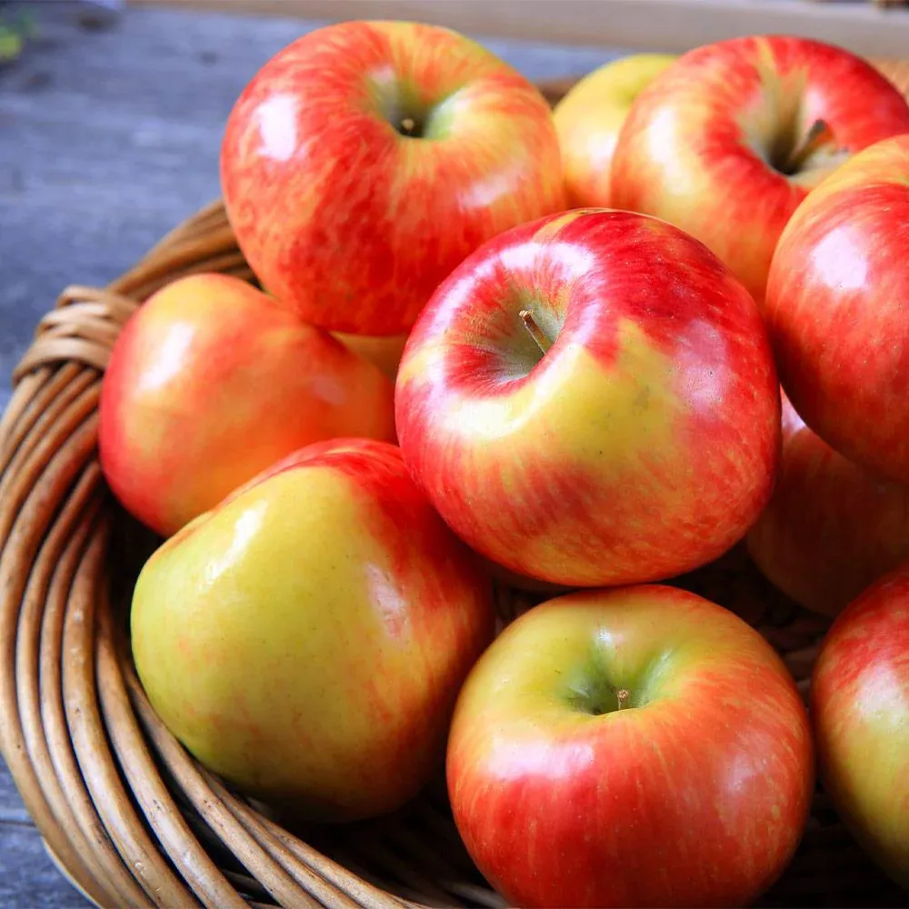 Honeycrisp Apple Tree - Vigorous Fruit-Bearing Sapling for Home Gardens 2