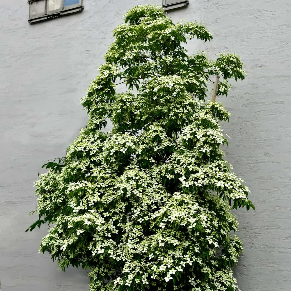 Snow Tower Columnar Dogwood Tree - Upright Flowering Ornamental 1