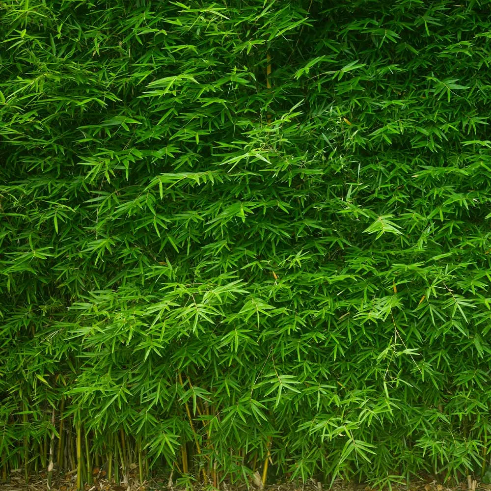 Multiplex Bamboo Panel - Sustainable Engineered Bamboo Board 2