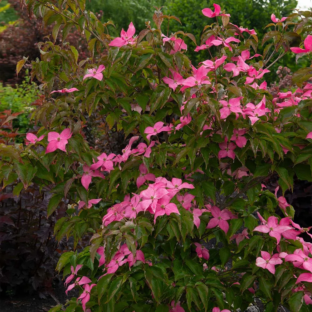 Scarlet Fire® Dogwood Tree (Cornus Kousa) 1