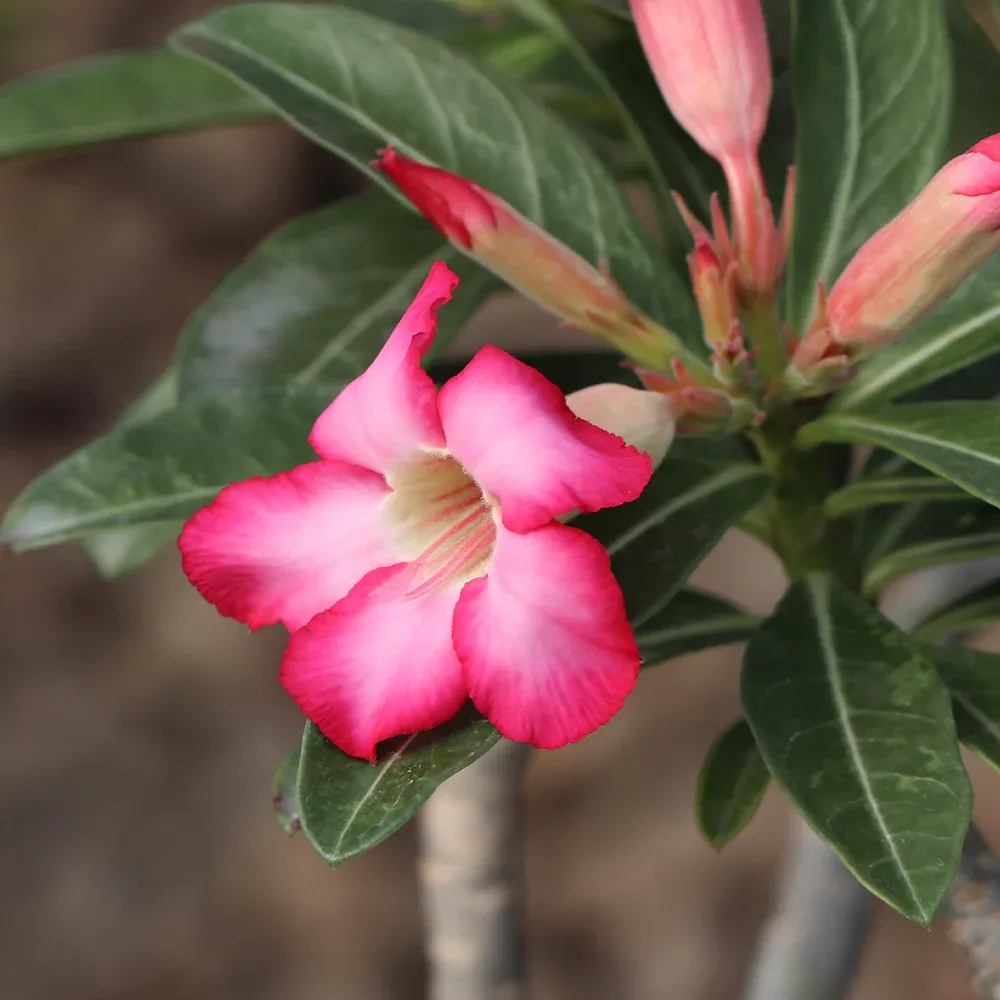 Desert Rose Adenium Obesum Succulent Plant 1